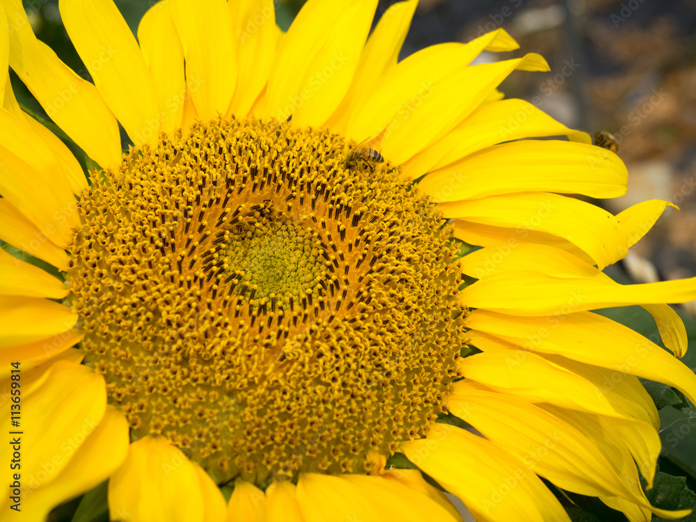Naklejka premium sunflowers