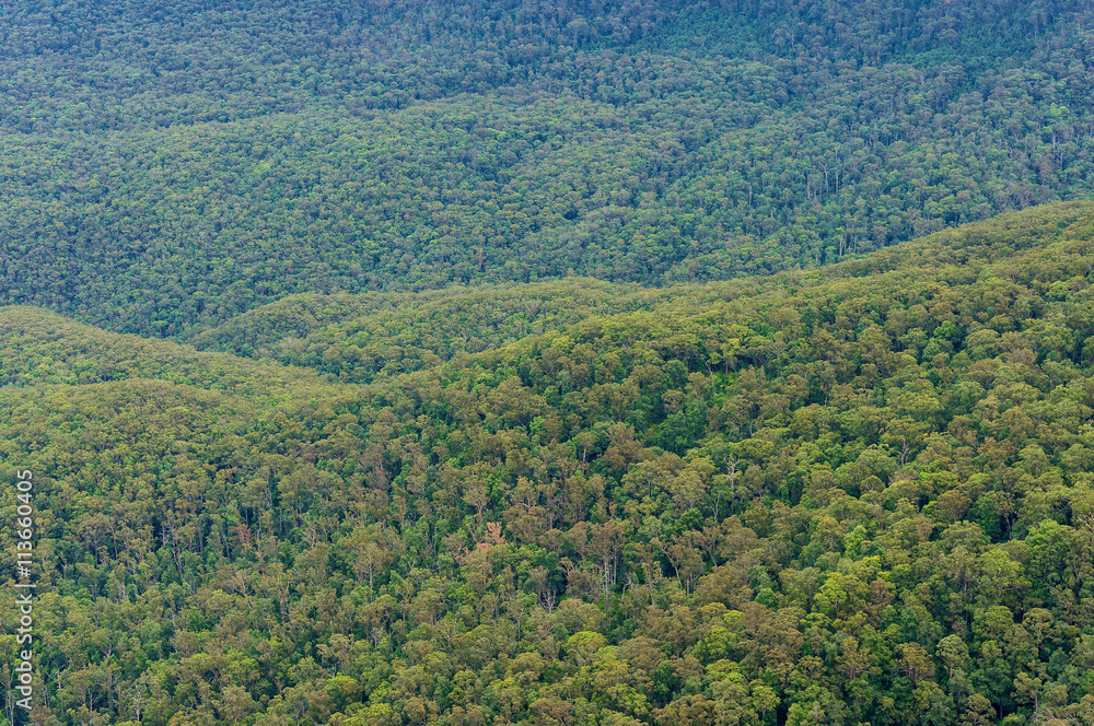 Aerial view of eucalyptus forest Aerial view of eucalyptus forest
