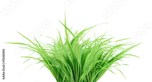 Bunch of green grass closeup isolated on white