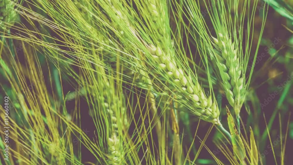 Wheat lightend on sunny day, motion on slight wind. Close up, 4K 3840 x 2160 UHD Wheat lightend on sunny day, motion on slight wind. Close up, 4K 3840 x 2160 UHD