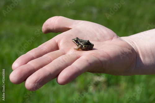 Frog on man's hand