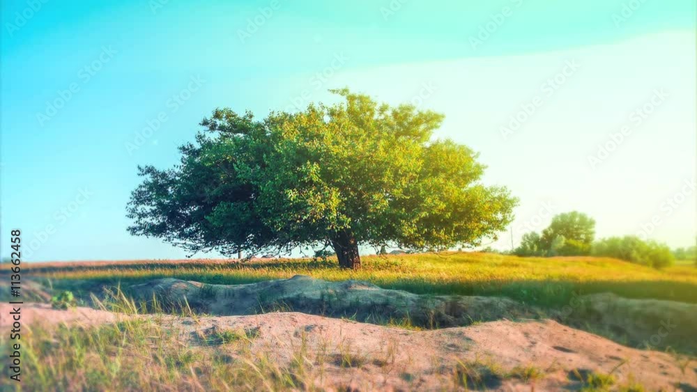 Beautiful tree in the field with sun shining Beautiful tree in the field with sun shining