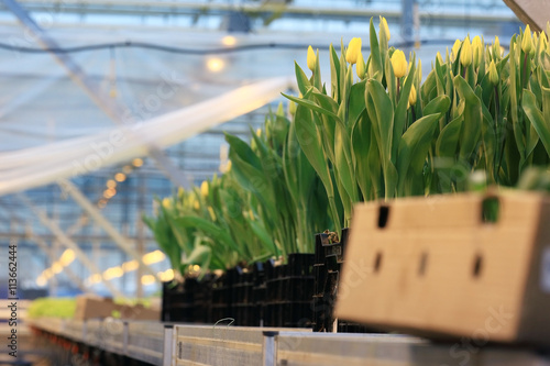 Tulips in boxes of flowers spring agriculture