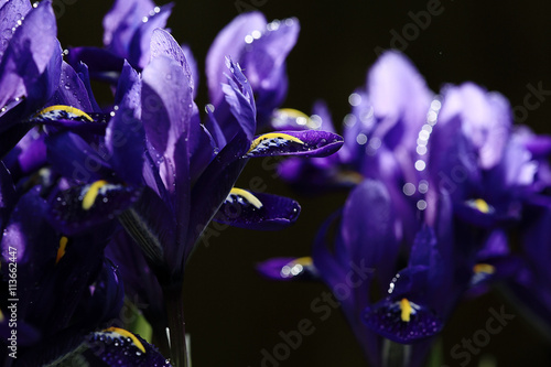 purple irises on a black background