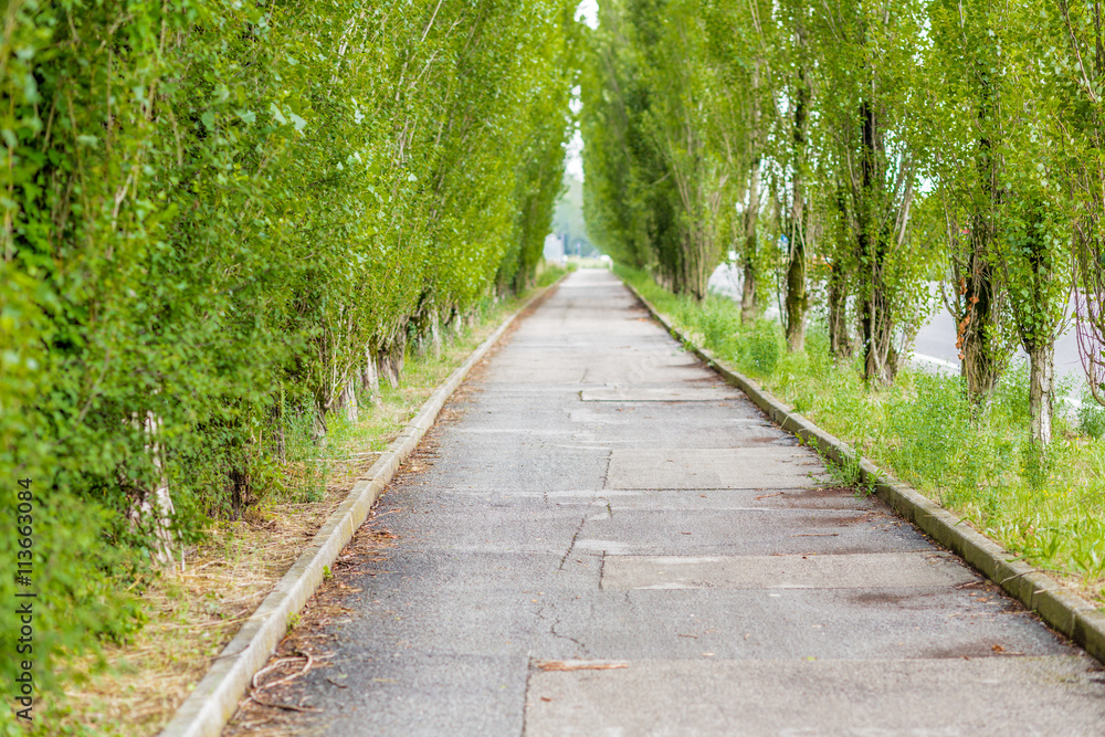 road and green trees