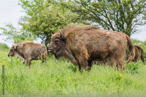 Wisent European bison or Bison bonasus . © dmpalino