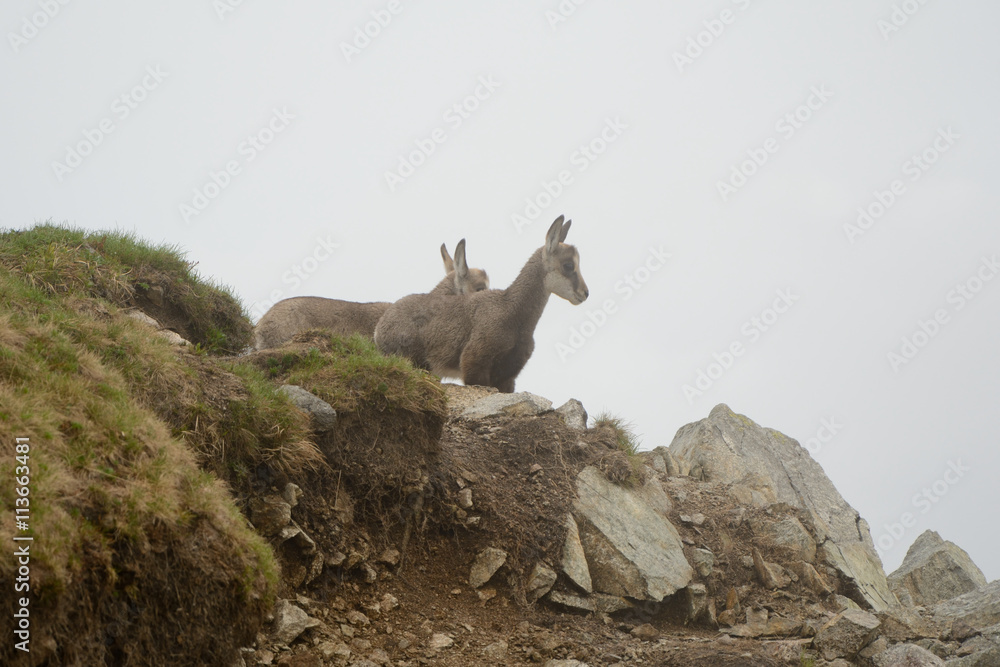 Two young chamois in fog in Tatra mountains Two young chamois in fog in Tatra mountains