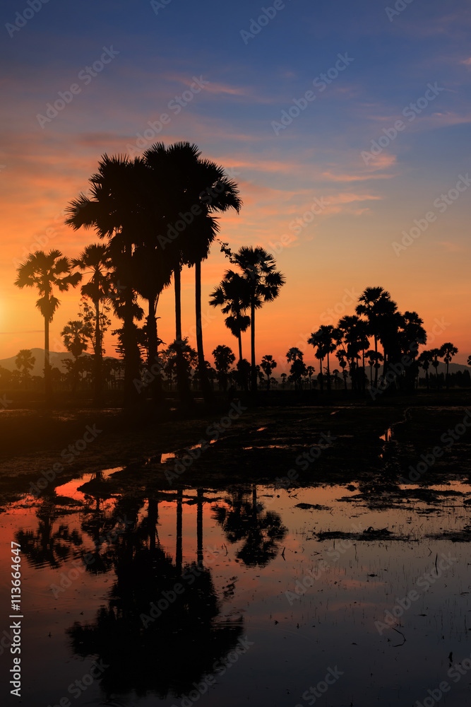 Obraz premium Silhouette sugar palm tree at sunset.