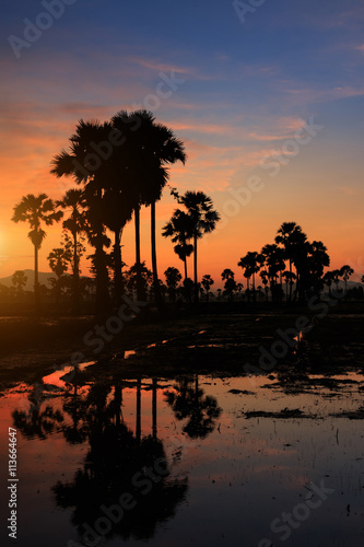 Silhouette sugar palm tree at sunset.