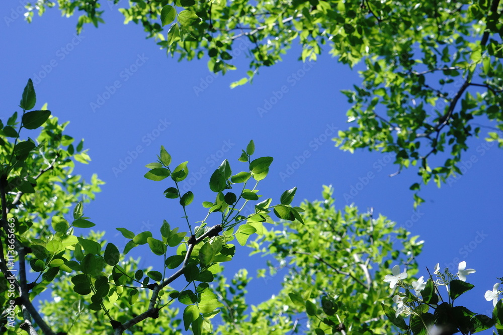 Fototapeta premium 新緑と紺碧の空
