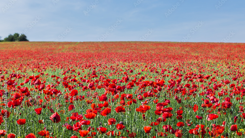 Fototapeta premium Krajobraz z czerwonym maczka polem i niebieskim niebem.