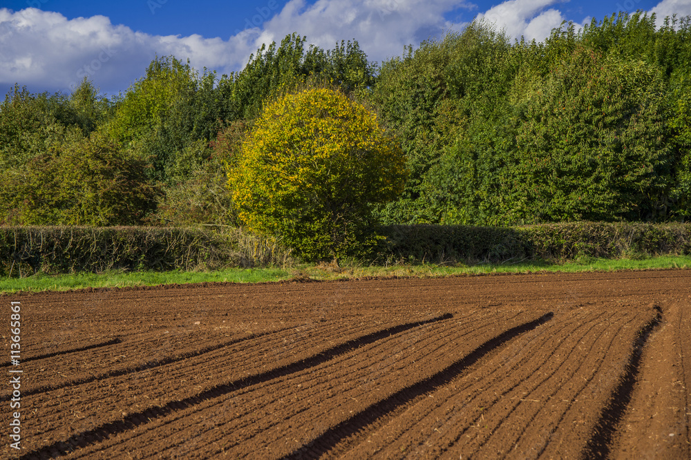 field agriculrural landscape UK