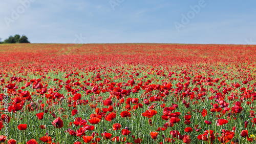 Landscape with red poppy field and blue sky.