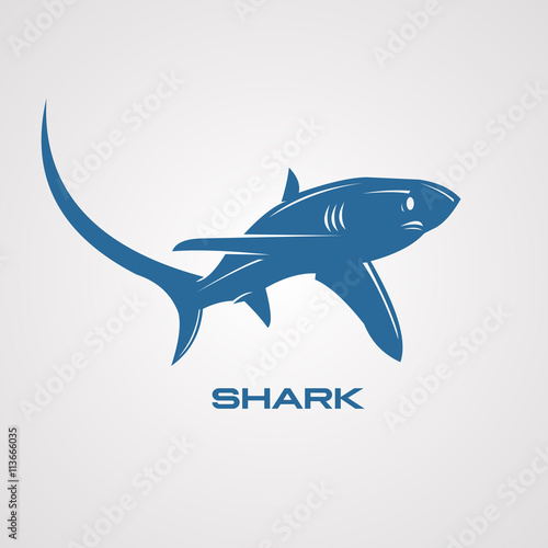 blue sharks