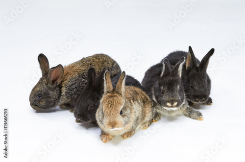 Little rabbits of different colors on a white background