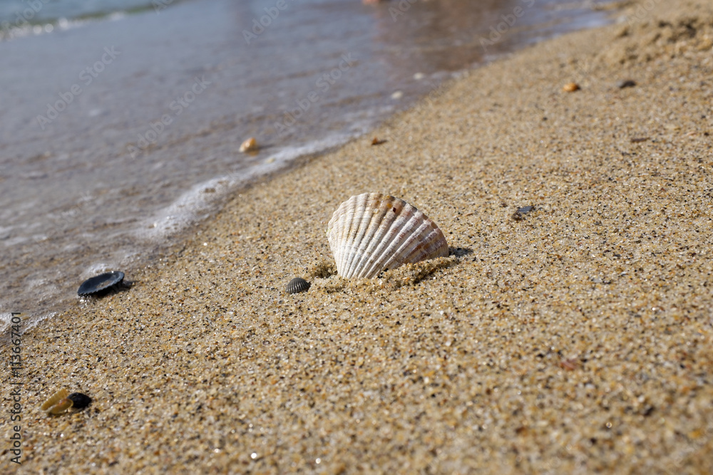 Shell on the beach with people on background Shell on the beach with people on background