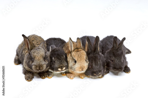 Little rabbits on a white background