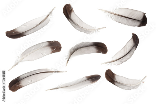Collection of feather on a white background