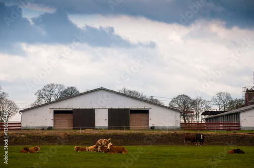 Cows grazing on the background of the barn