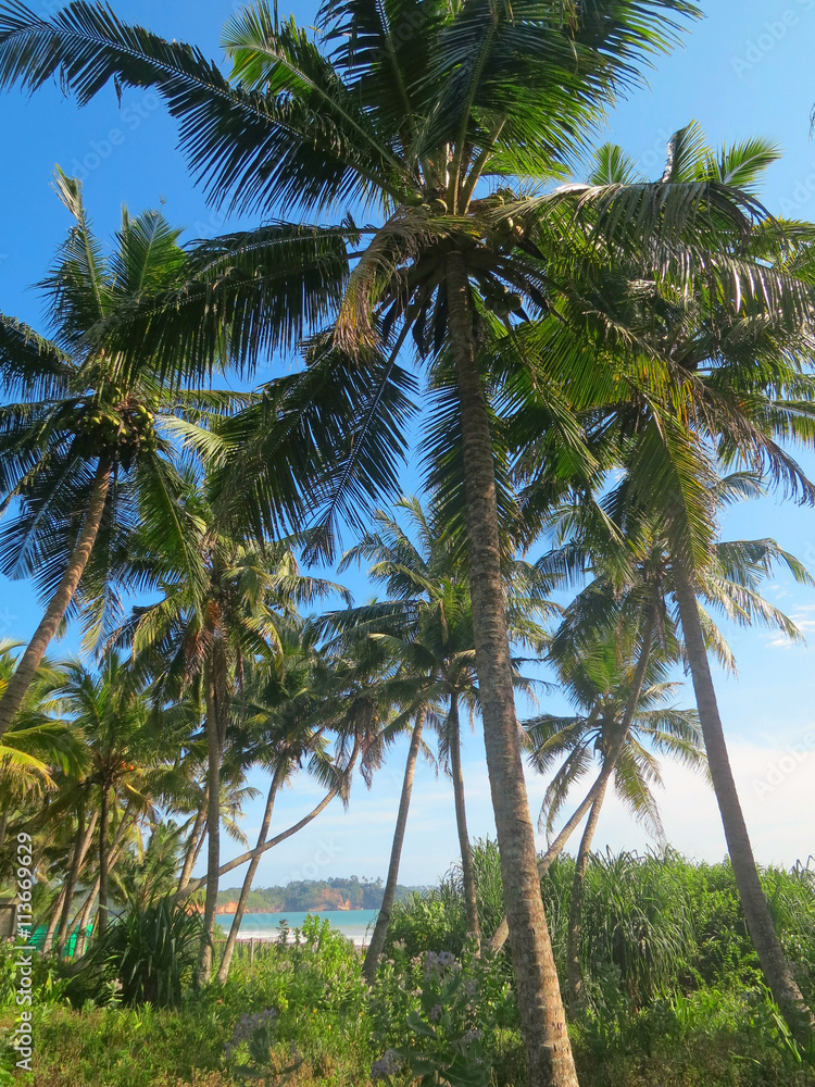 Coconut palm trees in Weligama bay, Sri Lanka Coconut palm trees in Weligama bay, Sri Lanka