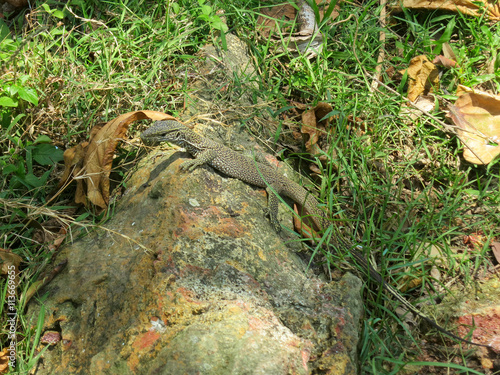 Waran lizard in grass, Sri Lanka