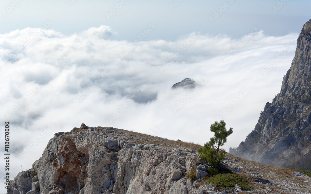 pine on a rock in the clouds and fog. Crimea, Ukraine. pine on a rock in the clouds and fog. Crimea, Ukraine.