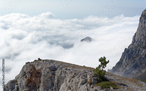 pine on a rock in the clouds and fog. Crimea, Ukraine.