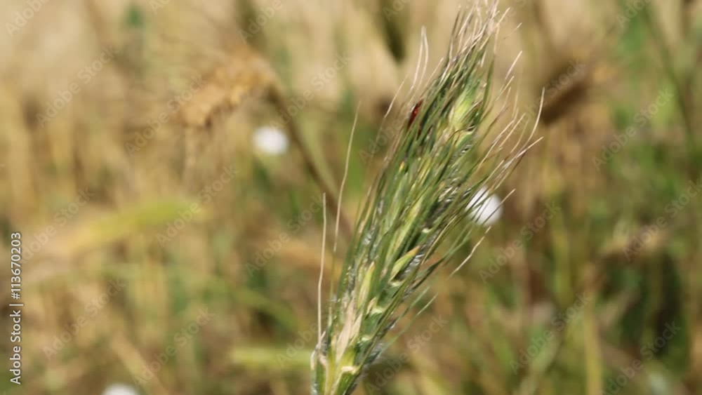 wheat wheat