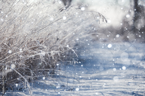 Snowfall in the field. Bush Grass covered with ice crystals. The snow glistens on the blade of grass. Close-up. Winter background. Copy space. 
