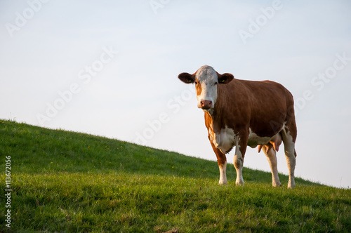 Brown cow on meadow © inventart