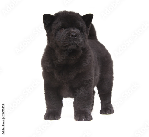 black chow-chow puppy