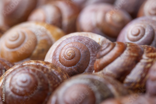 many spiral snails shells. selective focus. abstract detailed macro photo