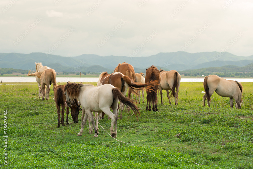 Family horse on a green field and blue sky