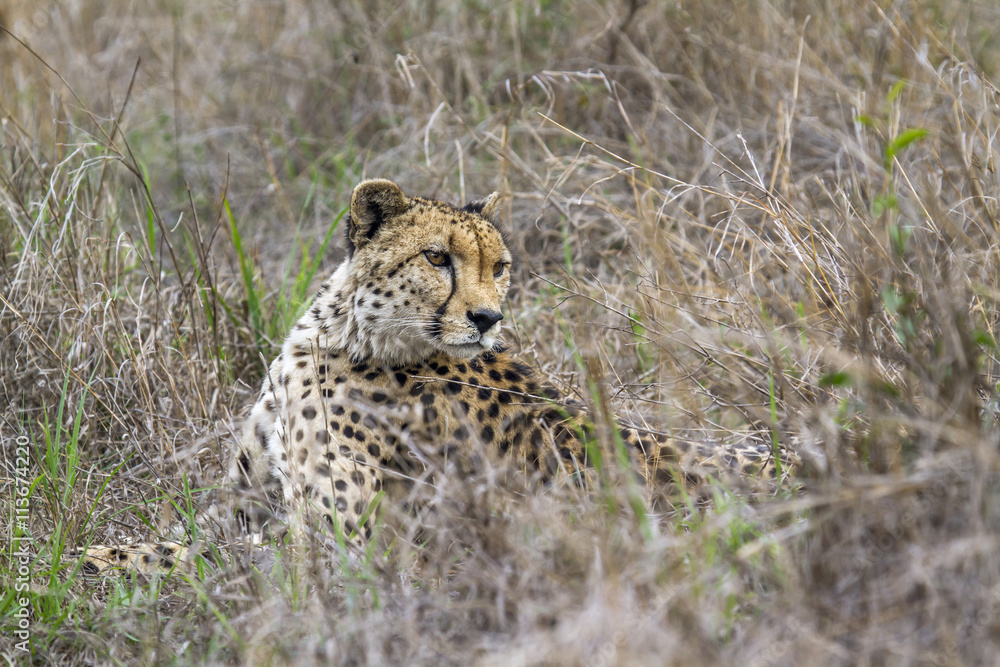 Fototapeta premium Cheetah in Kruger National park, South Africa