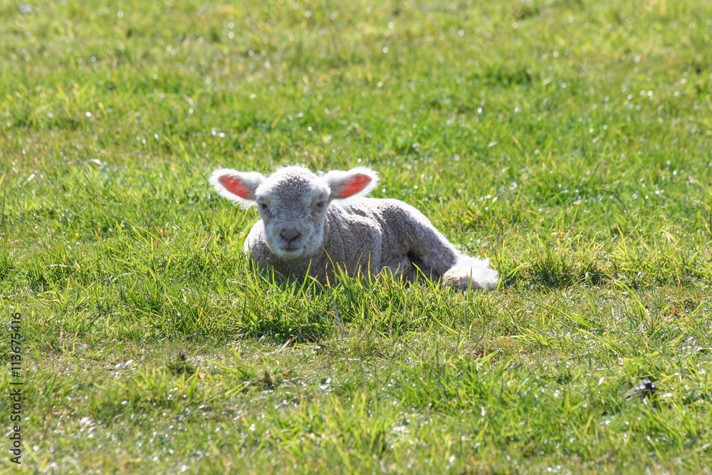 Lonley lamb laying in grass field