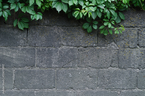 Background of a gray stone wall with green ivy leaves in the top of the photo © mashimara