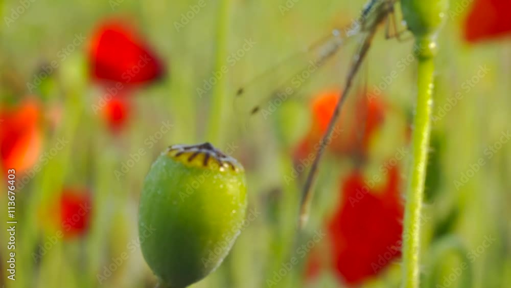 Dragonfly in dew on poppy flower Dragonfly in dew on poppy flower
