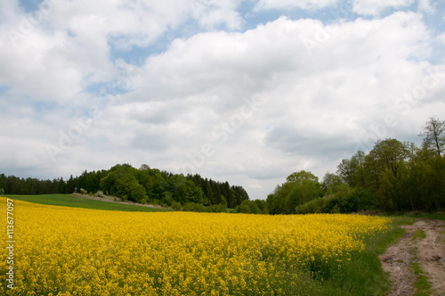 Field of rapeseed with rural road photo