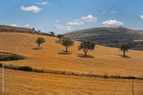 grano