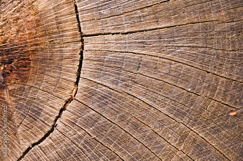 Fototapeta premium cross-sectional cut of tree