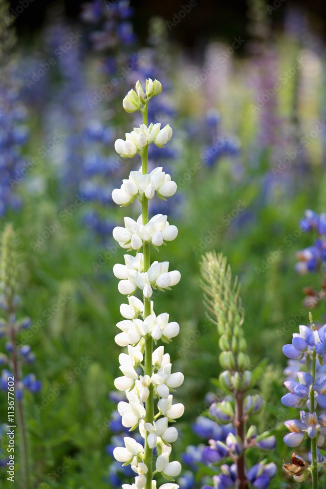 Obraz premium White Bluebonnet flower (Lupinus texensis) in garden