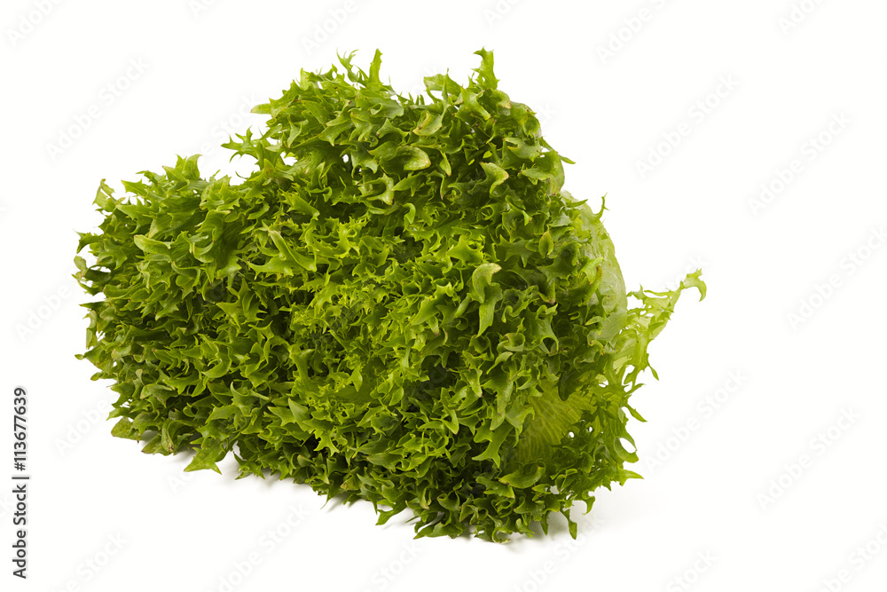 Escarole endive frisee lettuce isolated