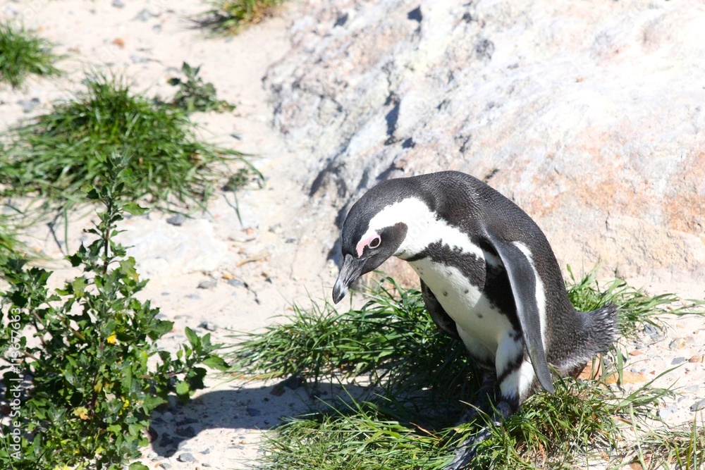 Naklejka premium African Penguin on the beach