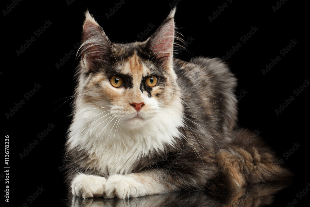 Maine Coon Cat Lying and Curious Looking in Camera Isolated on Black Background, Side view