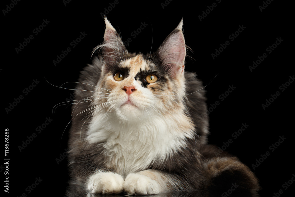 Maine Coon Cat Lying and Curious Looking up Isolated on Black Background, Front view