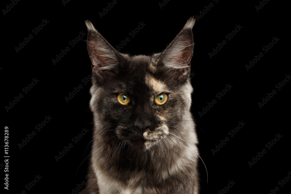 Closeup portrait of Maine Coon Cat Lookis Angry in Front view Isolated on Black Background