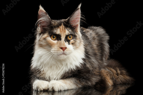 Maine Coon Cat Lying and Curious Looking in Camera Isolated on Black Background, Side view © seregraff