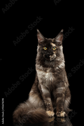 Maine Coon Cat Sitting with Furry Tail and Looking in Camera Isolated on Black Background, Front view © seregraff