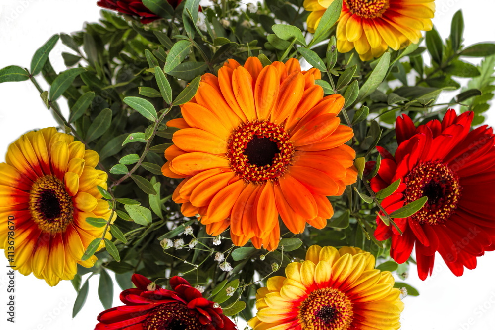 Gerbera Gerbera