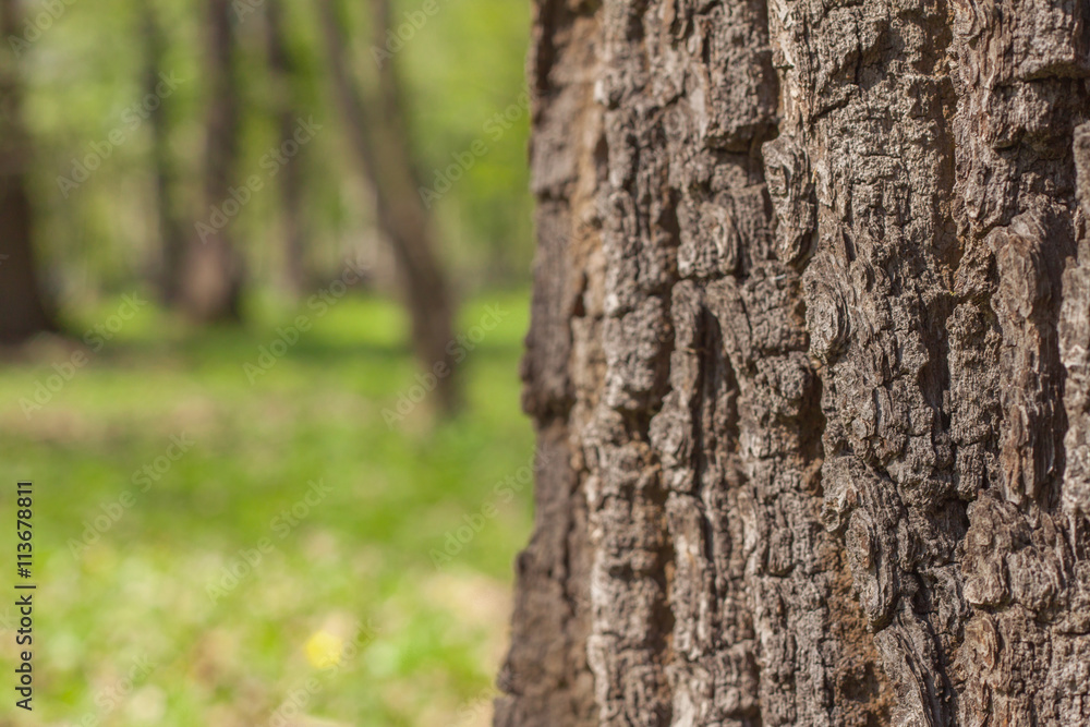 Tree bark close up, blurred green forest on the background